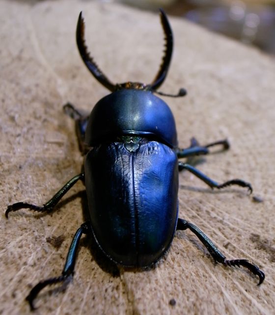 オオクワガタ・カブトムシの飼育資材等、パプキン販売専門店