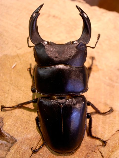 オオクワガタ・カブトムシの飼育資材等、パプキン販売専門店「zone