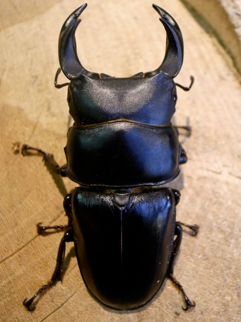 □□ 愛知県祖父江産大型血統オオクワガタ 新成虫 ♂80mm